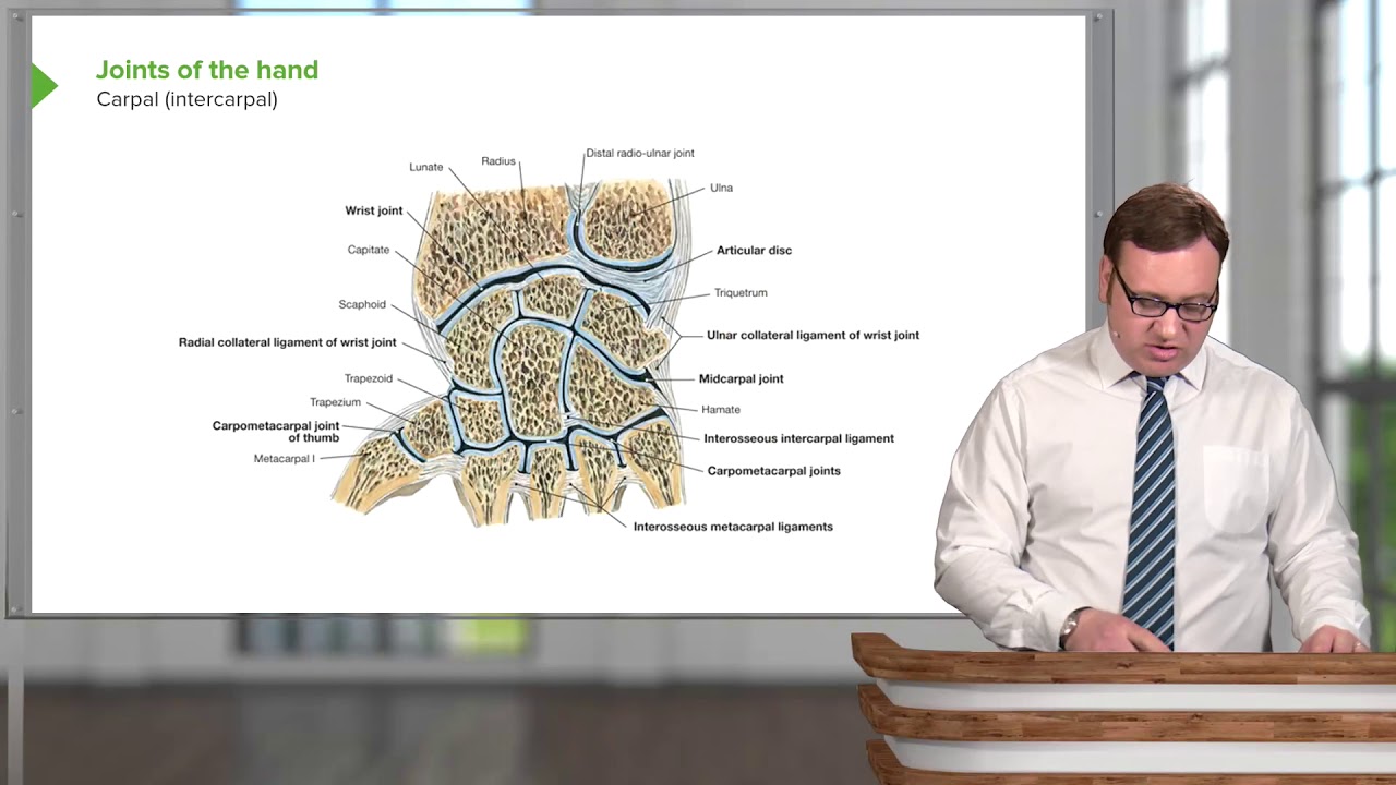 Joints of the Hand – Joints of Upper Limb