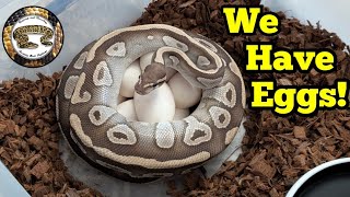 Breeding Ball Pythons. First Eggs Of The Season!