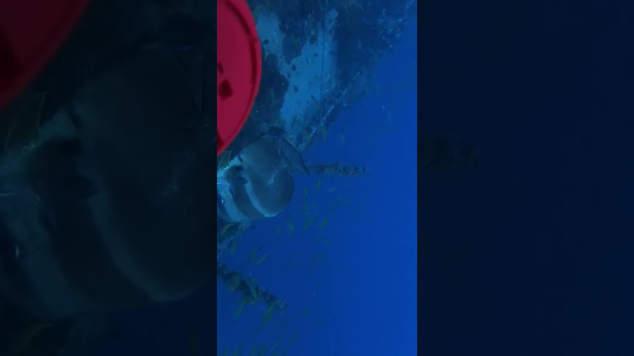 DIVING INDONESIA 🇮🇩 