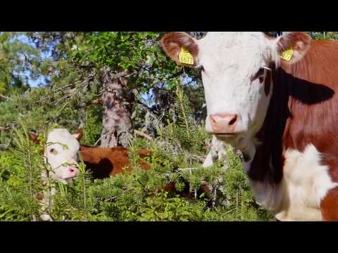 Video: Hvordan Gjøre Kalvemuskulaturen Større
