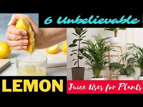 Video: Zal verdund citroensap planten pijn doen?