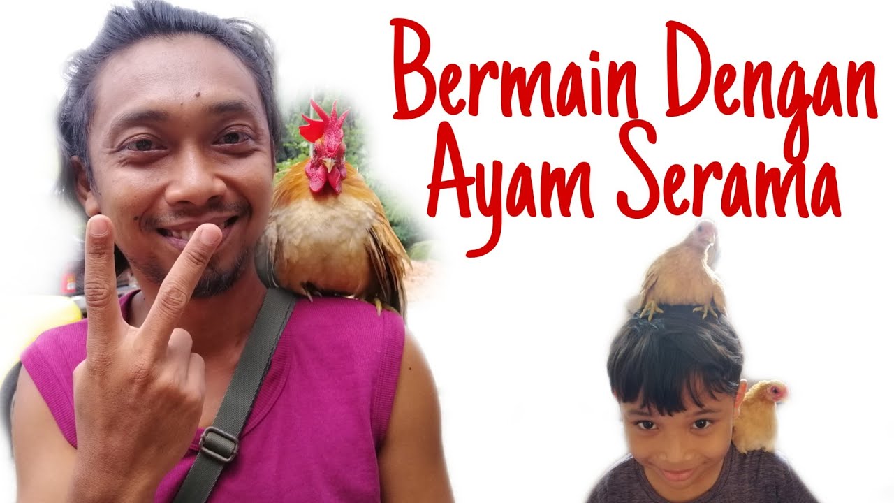Ayam Serama | Bermain dengan ayam serama 