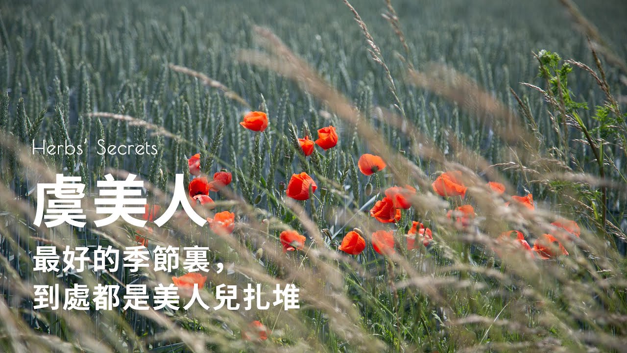 虞美人 最好的季節裡 田野裡四處都是美人兒 赫本的秘密herbs Secrets Youtube 虞美人 最好的季節裡 田野裡四處都是美人兒 赫本的秘密herbs Secrets Youtube