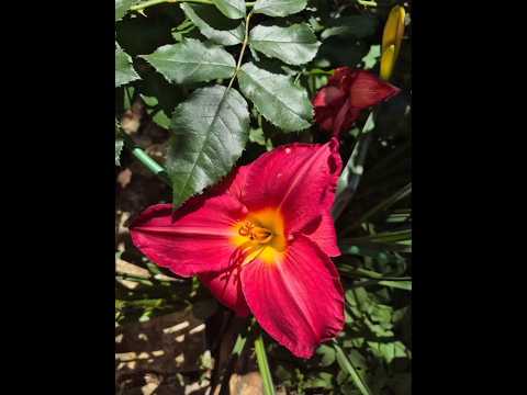 Сейчас 🌺 Мой Сад 🌺#сад #дача #красота #природа #цветы #лайк #garden #nature #позитив #блогер