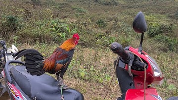 me nyuam qaib cuab qua zoo