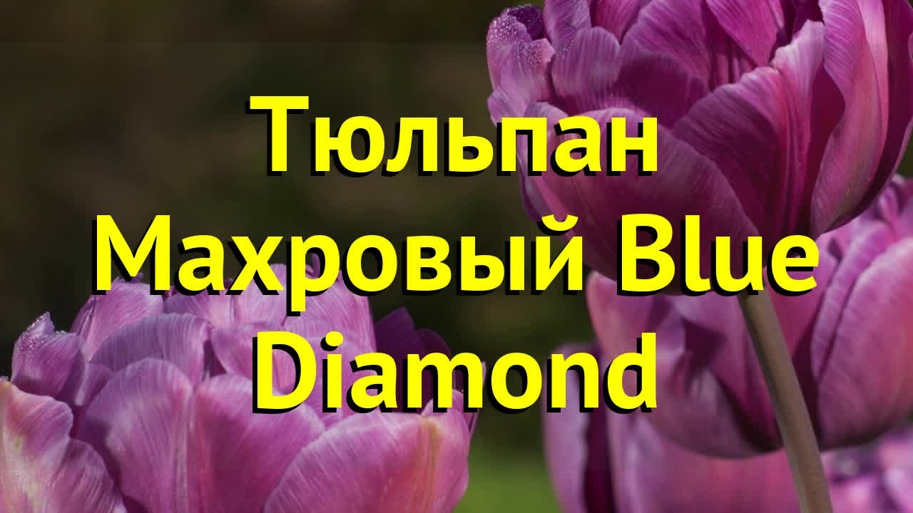 Тюльпан махровый Блю даймонд. Краткий обзор, описание характеристик tulipa Blue Diamond