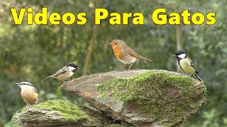 Encantadores Videos De Pájaros Para Que Los Gatos Los Vean  ~ Tv Gato