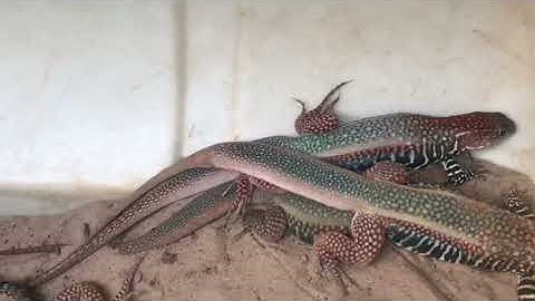 DÔng cát đặc sản Ba Tường