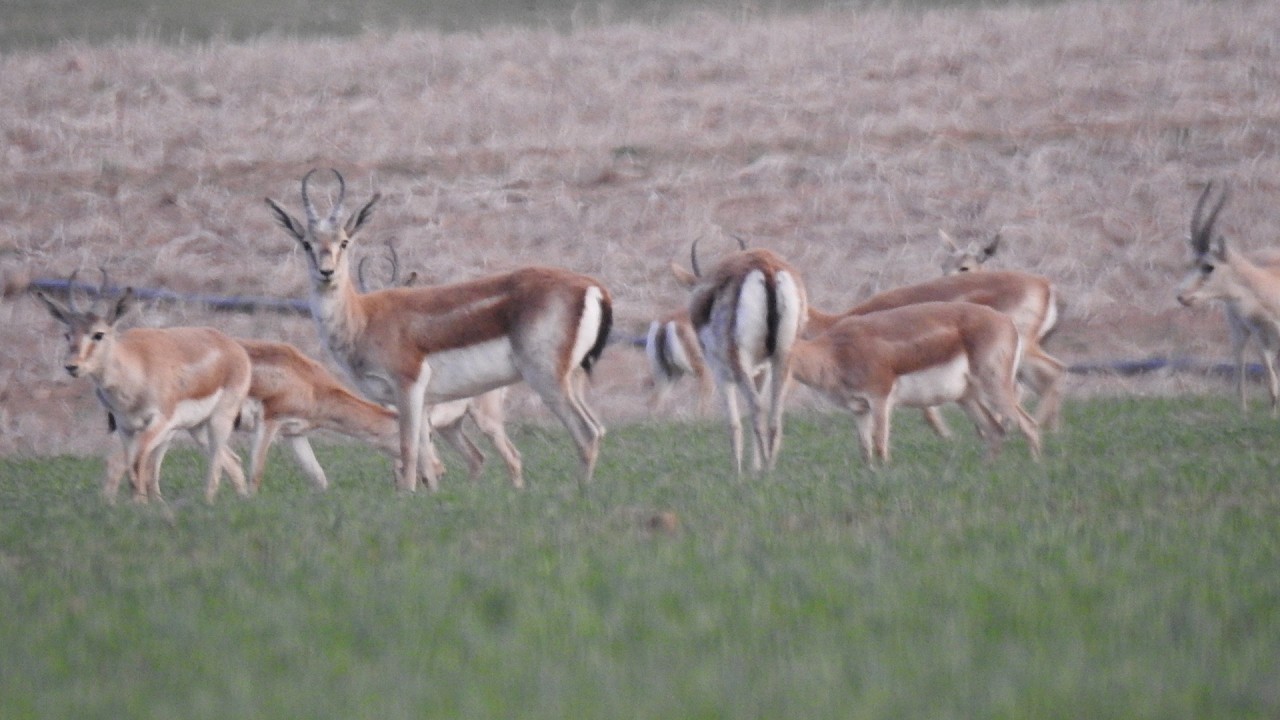 بهشت حیات وحش ایران