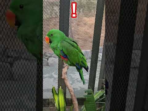 Beautiful Bird 예쁜새를 발견했어요 새를 좋아하시나요 강아지가 더 좋은가요 Colorfulbird Beautifulgreen Greenbird 