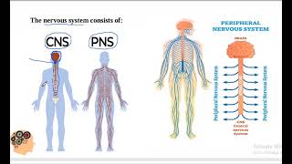 Introduction to Neuroscience & Neuroanatomy Dr.Ahmed Hassan Elbatahgy