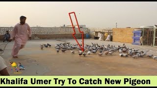 Khalifa Zain and Khalifa Umer try To catch Pigeon - Pigeons Loft