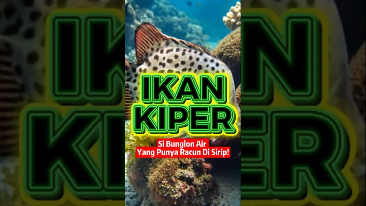 Ikan Kiper Si Bunglon Air yang Punya Racun di Sirip!