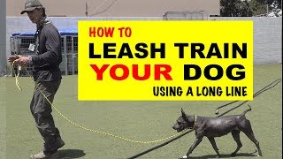 How To Leash Train Your Dog Using a Long Line  Robert Cabral Dog Training Video