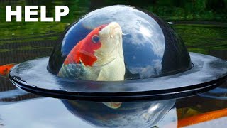 Mega Koi: The Biggest Koi Fish on Earth 🌍 by George Mavrakis 524,701 views 1 year ago 10 minutes, 25 seconds