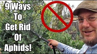 Are Aphids Destroying Your Garden? Here's What You Can Do!