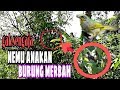 anakan burung merbah kunyit/lekir di alam liar