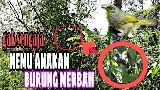 anakan burung merbah kunyit/lekir di alam liar