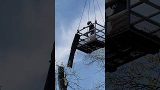 Dad & Brother Removing A Tree