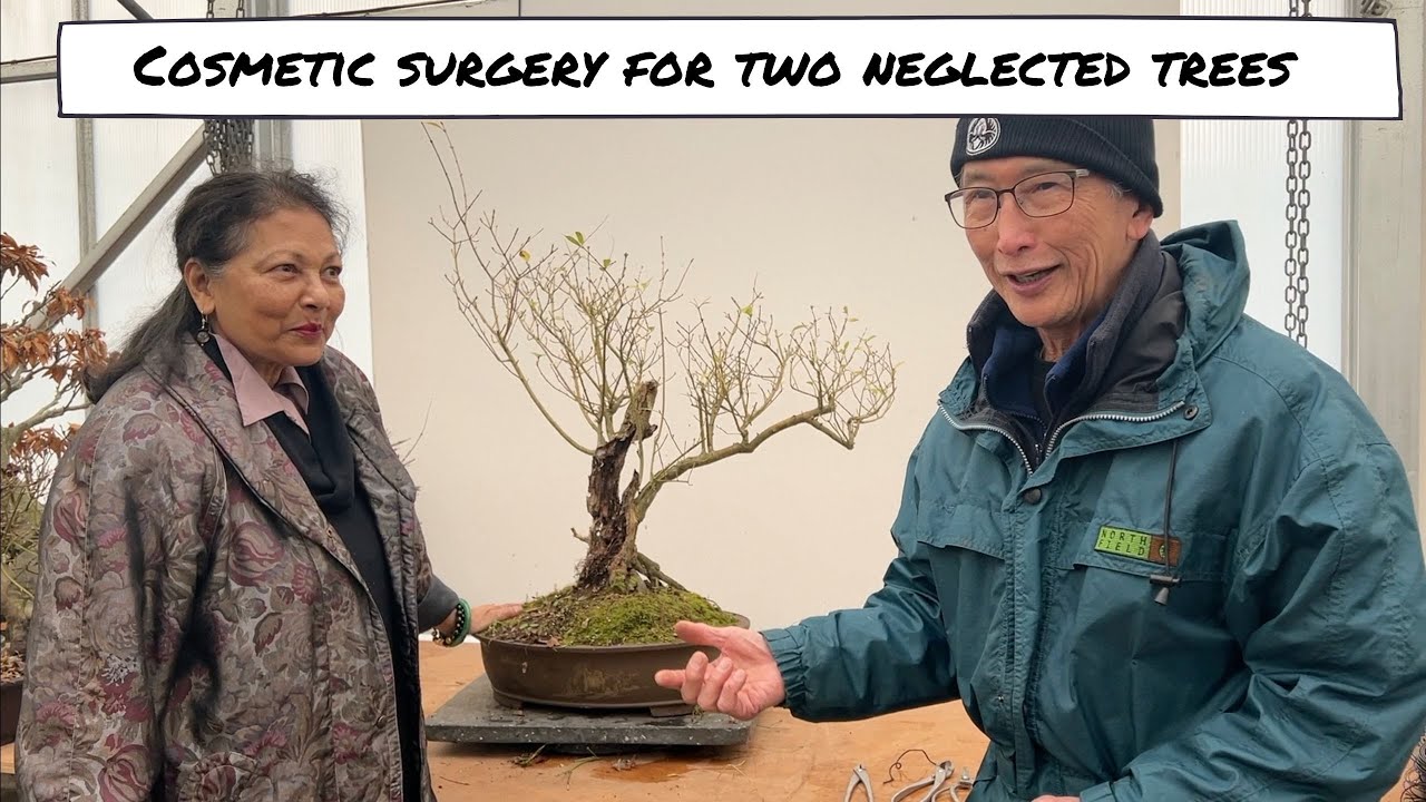 Cosmetic Surgery For Two Neglected Bonsai