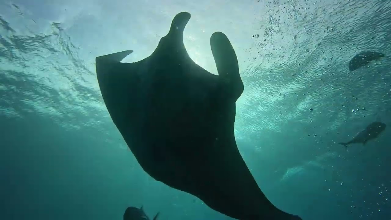 Raja Ampat Diving onboard Dewi Nusantara