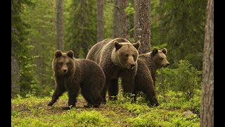 Беседа о трехдневном побеге медведей