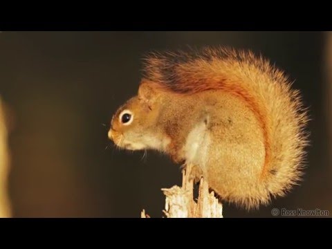 Red Squirrels