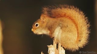 Red Squirrels