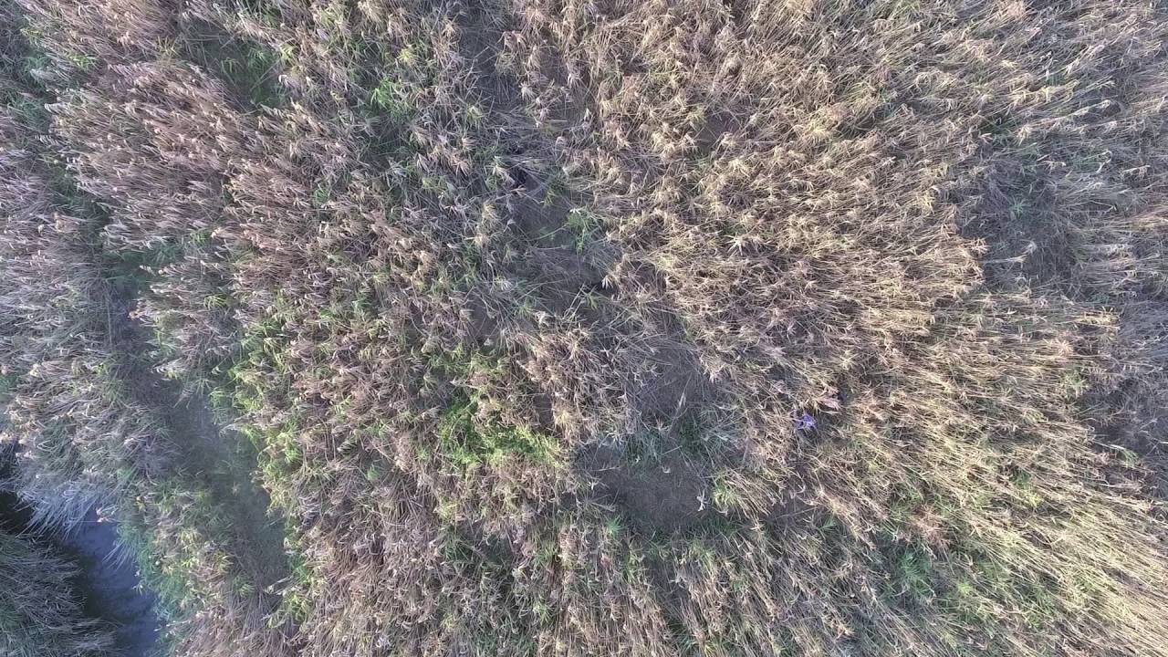 Pig Hunting in the Reeds with phantom 3 Drone
