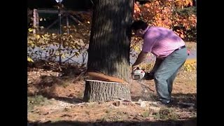 Cutting Tree Fail Shorts by Marc-André Blais 164 views 2 years ago 15 seconds