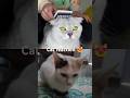 #cat #catetherealcollab #cats #funnycats #catlover #shorts #subscribe 😍❤️😻🥰🙀😹😂