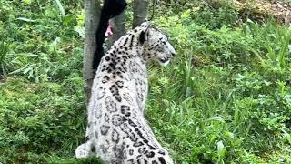 Snow Leopard Feeding at Twycross Zoo