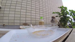 【スズメ】今日の頑張る子スズメ20220801