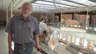 Age Of Mammals Aulophyseter Morricei With Dr. Lawrence Barnes