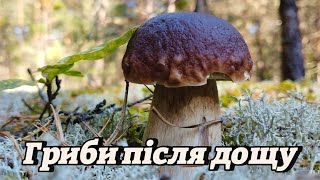 картинка: Білі гриби пішли 🍄‍🟫Знайшов повний кошик білих грибів! 🍄🍄‍🟫🌲 Тихе полювання після дощу #mushroom