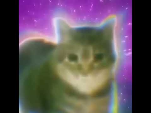 OIIAOIIA GATO GIRANDO!!!