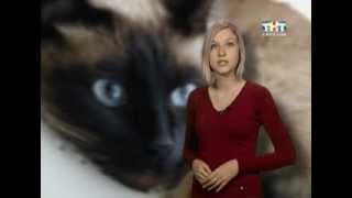 В области участились случаи заражения кошачьей чумой В области участились случаи заражения кошачьей чумой