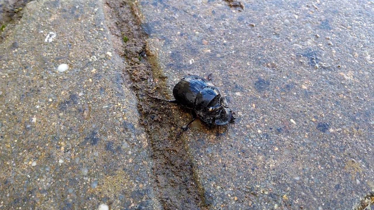 20170415 - Lots of beetles (Copris hispanus / Rhinoceros Dung Beetle ? )