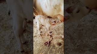 new song edit ❤️ #shorts #ytshort #funny #funnyshorts #funnyvideo #fails #cute #kids #baby