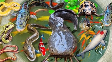 Bắt Cá Cảnh Đủ Màu Sắc Trong Ao Nhỏ, Cá Rồng, Cá Trê, Cá Vàng, Rùa, Lươn Biển