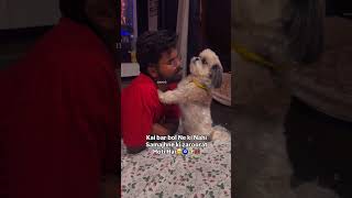 Mood 😊 Charli🐾😘 #shortsfeed #dogbreed #petlover #shihtzu #pets #explore #ytshorts #yt