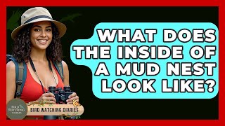 What Does The Inside Of A Mud Nest Look Like - Bird Watching Diaries