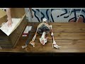 Axis Scientific Painted and Numbered Life-Size Skeleton Model with Flexible Spine Ligaments Unboxing