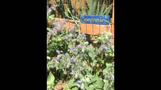 Borage