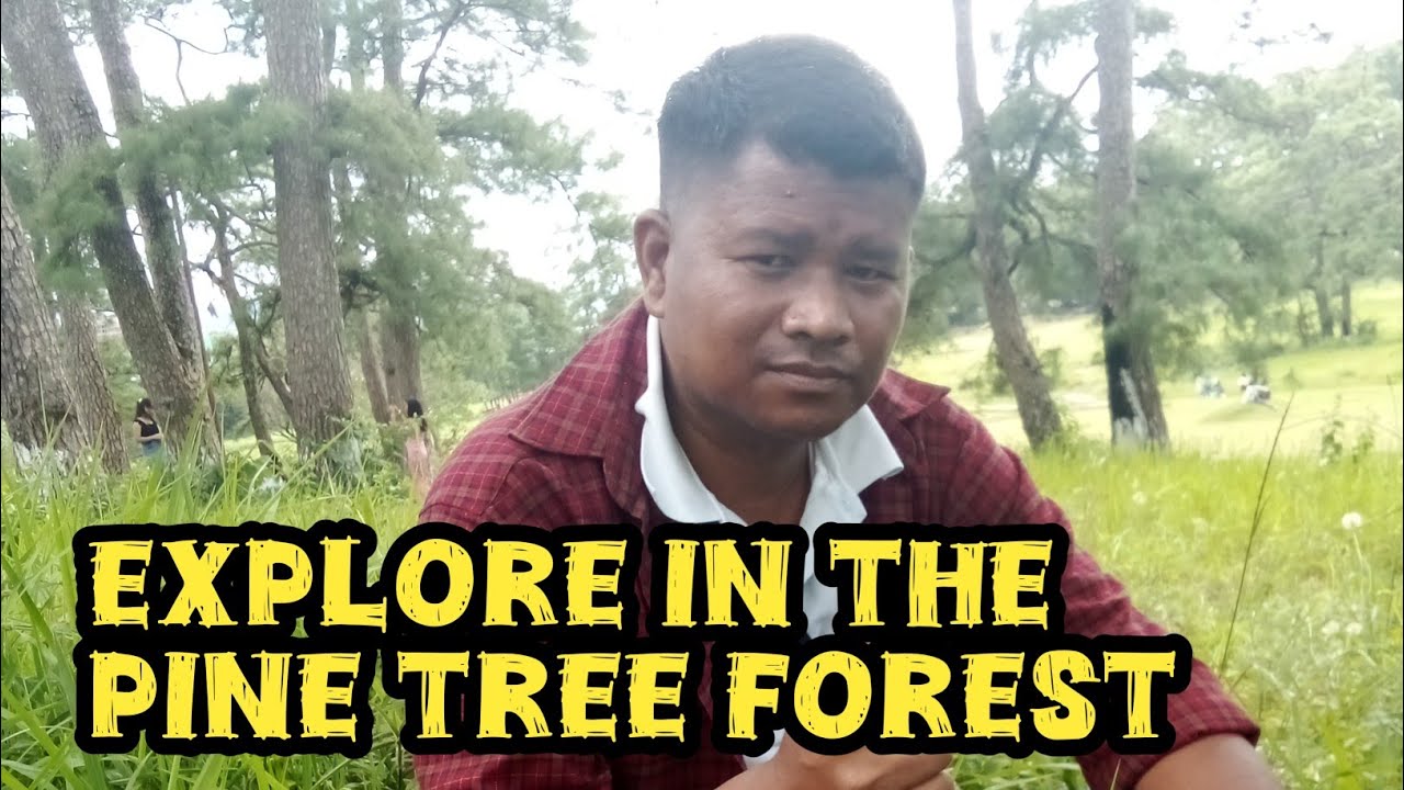 EXPLORE IN THE PINE TREE FOREST MEGHALAYA INDIA 2025
