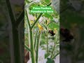 Racconto la Prima Fioritura del nostro 🍅🌼🐝