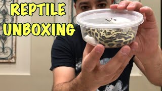 Famous New Reptile Unboxing (Ocelot Jungle Jaguar Carpet Python) Net Worth