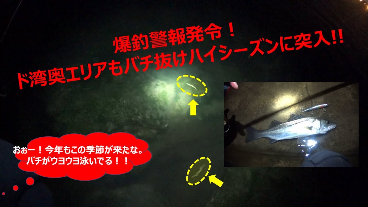 バチ抜け状況に異常発生 今年の２月バチはちょっと変 満潮だけが時合じゃない バチが抜けないのにバチ抜けポイント 時合が異なる３種類のバチ抜け ポイント シーバスゲット バチ抜けの様子を撮影した動画有り Golyokoシーバスランド