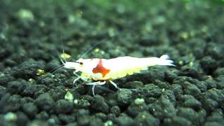 Caridina cantonensis sp. Crystal Red, SSS-grade