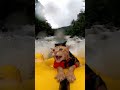 Aksi Kucing Lucu Main Arung Jeram 😂#cat #kucing #shorts #fyp #reels #viral #animals #funny
